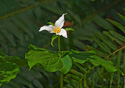 Trillium ovatum